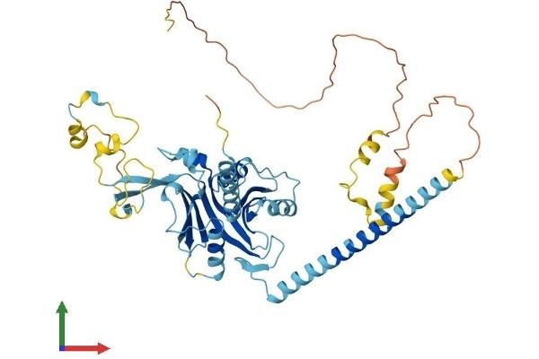 PPAN Protein (AA 1-473) (His tag)