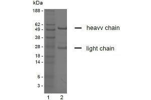 SDS-PAGE analysis of purified YD-9H8 monoclonal antibody. (Claudin 6/9 Antikörper)