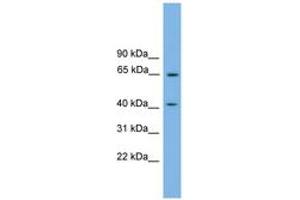 Image no. 1 for anti-Pleckstrin Homology Domain Containing, Family O Member 1 (PLEKHO1) (N-Term) antibody (ABIN6744838) (PLEKHO1 Antikörper  (N-Term))