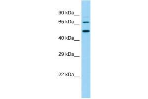 Western Blotting (WB) image for anti-Solute Carrier Family 9 (Sodium/hydrogen Exchanger), Member 8 (SLC9A8) (N-Term) antibody (ABIN2781644)