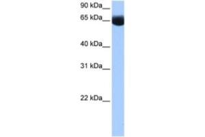 Western Blotting (WB) image for anti-NOP2/Sun Domain Family, Member 6 (NSUN6) antibody (ABIN2462358) (NSUN6 Antikörper)