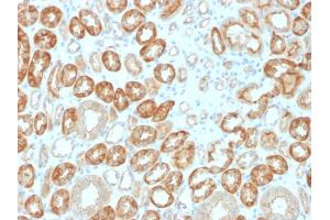Formalin-fixed, paraffin-embedded human Kidney stained with Occludin Mouse Monoclonal Antibody (OCLN/2183). (Occludin Antikörper  (AA 282-415))