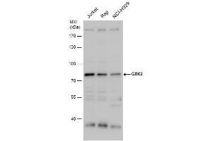 WB Image GRK2 antibody detects GRK2 protein by western blot analysis.