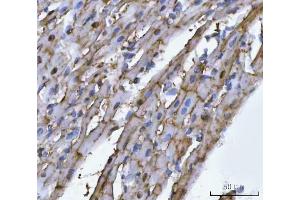 IHC analysis of MG53/TRIM72 using anti-MG53/TRIM72 antibody (ABIN7601079).