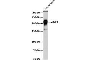 Western blot analysis of extracts of mouse brain, using WNK3 antibody (ABIN6293469) at 1:1000 dilution. (WNK3 Antikörper)