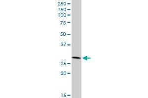 IFI35 MaxPab rabbit polyclonal antibody. (IFI35 Antikörper  (AA 1-288))