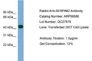 Western Blotting (WB) image for anti-serpin Peptidase Inhibitor, Clade I (Pancpin), Member 2 (SERPINI2) (Middle Region) antibody (ABIN2786840) (SERPINI2 Antikörper  (Middle Region))