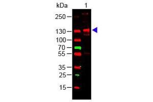 Western Blot of Rabbit Anti-COLLAGEN III Antibody Lane 1: Human Collagen III Load: 100 ng per lane Primary antibody: Collagen III Antibody at 1:1000 o/n at 4°C Secondary antibody: 649 Goat anti-rabbit at 1:20,000 for 30 min at RT Block: ABIN925618 for 30 min at RT Predicted/Observed size: 138 kDa, 138 kDa (COL3 Antikörper)