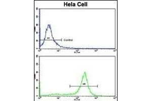 Flow cytometric analysis of hela cells using P2R2B Antibody (Center)(bottom histogram) compared to a negative control cell (top histogram). (PPP2R2B Antikörper  (AA 104-130))