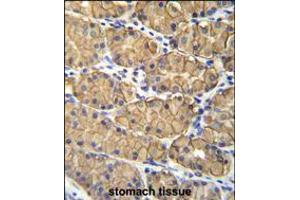 VSIG1 Antibody immunohistochemistry analysis in formalin fixed and paraffin embedded human stomach tissue followed by peroxidase conjugation of the secondary antibody and DAB staining. (VSIG1 Antikörper  (C-Term))