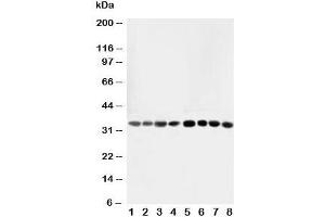 Western blot testing of AIMP2 antibody and Lane 1:  rat liver;  2: rat lung;  3: rat kidney;  4: rat brain;  5: Jurkat;  6: CEM;  7: HUT;  8: U93T;  10: U93T cell lysate (AIMP2 Antikörper  (AA 298-320))