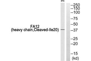 Western blot analysis of extracts from 3T3 cells, using FA12 (heavy chain, Cleaved-Ile20) antibody. (F12 Antikörper  (Cleaved-Ile20, Heavy Chain, N-Term))
