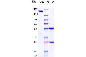 Anti-CD38 Reference Antibody (daratumumab) on SDS-PAGE under reducing (R) condition. (Rekombinanter CD38 (Daratumumab Biosimilar) Antikörper)