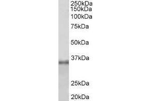 ABIN5539728 (1µg/ml) staining of HEK293 lysate (35µg protein in RIPA buffer). (Fibrillarin Antikörper  (Internal Region))