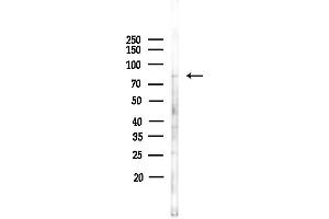 anti-SEC63 Homolog (SEC63) (C-Term) antibody