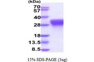 CD300c Protein (CD300C) (AA 29-183) (His tag)