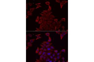 Immunofluorescence analysis of MCF7 cells using PDHX antibody. (PDHX Antikörper  (AA 1-300))