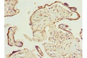 Immunohistochemistry of paraffin-embedded human placenta tissue using ABIN7164852 at dilution of 1:100 (PTGES2 Antikörper  (AA 88-377))