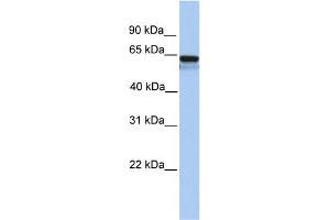 WB Suggested Anti-LCK Antibody Titration: 0. (LCK Antikörper  (N-Term))