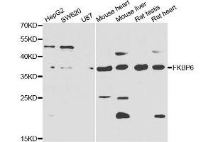 Western blot analysis of extracts of various cell lines, using FKBP6 antibody. (FKBP6 Antikörper)