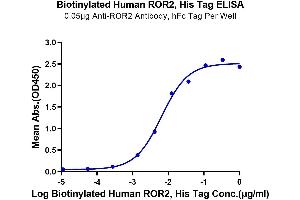 Immobilized Anti-ROR2 Antibody, hFc Tag at 0. (ROR2 Protein (His-Avi Tag,Biotin))