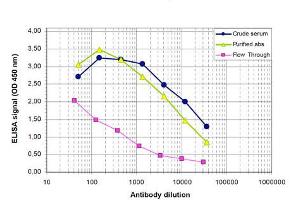 ELISA results of Rabbit anti-PHF8 antibody ELISA results of Rabbit anti-PHF8 antibody. (PHF8 Antikörper)