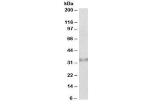 Western blot testing of human colon lysate with Caspase 6 antibody at 0. (Caspase 6 Antikörper)