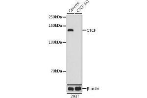 Western blot analysis of extracts from normal (control) and CTCF knockout (KO) 293T cells using CTCF Polyclonal Antibody at dilution of 1:1000. (CTCF Antikörper)