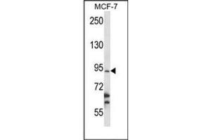 Western blot analysis of RBM28 Antibody (N-term) in MCF-7 cell line lysates (35ug/lane).