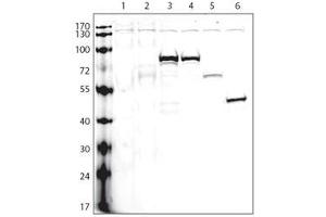 Image no. 2 for anti-V5 Epitope Tag antibody (ABIN356537) (V5 Epitope Tag Antikörper)