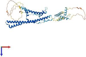 TADA3L Protein (AA 1-432) (His tag)