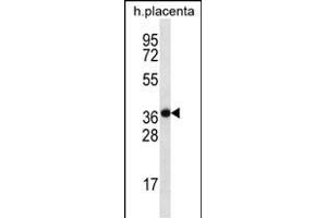 SLC38A8 Antibody (Center) (ABIN656617 and ABIN2845870) western blot analysis in human placenta tissue lysates (35 μg/lane). (SLC38A8 Antikörper  (AA 149-177))