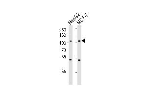 Western blot analysis of lysates from HepG2, MCF-7 cell line (from left to right), using P4K3 Antibody (ABIN659123 and ABIN2843762). (MAP4K3 Antikörper)