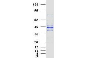 Validation with Western Blot (WDR4 Protein (Transcript Variant 2) (Myc-DYKDDDDK Tag))