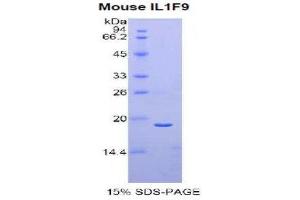 SDS-PAGE (SDS) image for Interleukin 1 Family Member 9 (IL1F9) (AA 5-149) protein (His tag) (ABIN2121365)