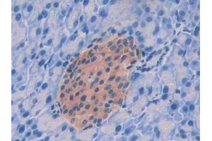 DAB staining on IHC-P; Samples: Mouse Pancreas Tissue (GPC4 Antikörper  (AA 220-426))