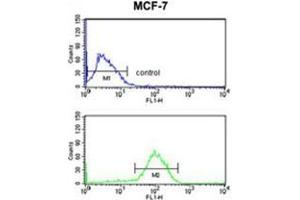 AGR3 Antibody (C-term) flow cytometry analysis of MCF-7 cells (bottom histogram) compared to a negative control cell (top histogram). (AGR3 Antikörper  (C-Term))