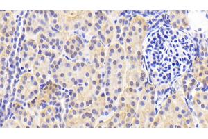 Detection of PRDX4 in Human Kidney Tissue using Polyclonal Antibody to Peroxiredoxin 4 (PRDX4) (Peroxiredoxin 4 Antikörper  (AA 6-249))