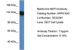 Western Blotting (WB) image for anti-Large Proline-Rich Protein BAT3 (BAT3) (C-Term) antibody (ABIN2788861) (BAT3 Antikörper  (C-Term))