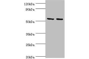 Western blot All lanes: Tyrosine--tRNA ligase, mitochondrial antibody at 15 μg/mL Lane 1: K562 whole cell lysate Lane 2: HepG2 whole cell lysate Secondary Goat polyclonal to rabbit IgG at 1/10000 dilution Predicted band size: 53 kDa Observed band size: 53 kDa