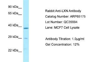 Western Blotting (WB) image for anti-Latexin (LXN) (N-Term) antibody (ABIN2790067) (Latexin Antikörper  (N-Term))