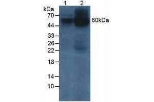 Western blot analysis of (1) Human 293T Cells and (2) Human HeLa cells. (Prosaposin Antikörper  (AA 17-524))