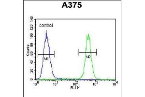 Flow cytometric analysis of A375 cells (right histogram) compared to a negative control cell (left histogram).