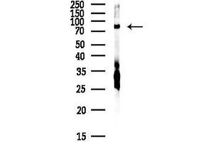 Western blot analysis of lysates from PC12 cells(starvation, 24h treatment), using SEC23 Antibody at 1/1000 dilution.