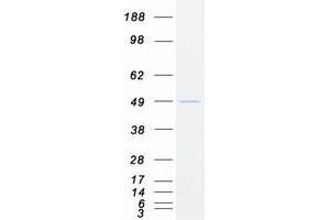 Validation with Western Blot (RCN3 Protein (Myc-DYKDDDDK Tag))