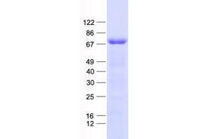 Western Blotting (WB) image for DDB1 and CUL4 Associated Factor 11 (DCAF11) protein (His tag) (ABIN2735506)