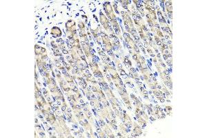 Immunohistochemistry of paraffin-embedded mouse stomach using MAPKBP1 antibody at dilution of 1:100 (x40 lens). (MAPKBP1 Antikörper)