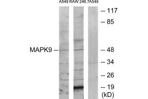 Western blot analysis of extracts from A549 cells and RAW264. (JNK2 Antikörper  (Internal Region))