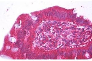 Anti-HFE2 antibody IHC staining of human small intestine. (HFE2 Antikörper  (AA 93-174))
