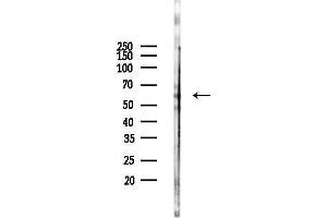 Western blot analysis of lysates from Mouse liver, using DNAJC7 Antibody at 1/1000 dilution.